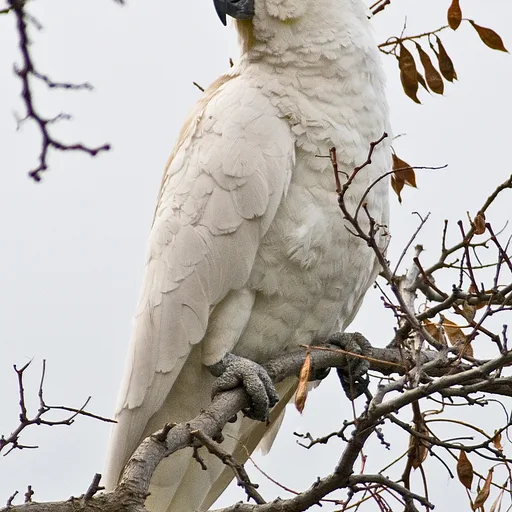 Cockatoo