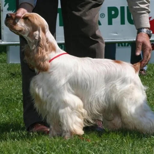 Cocker spaniel