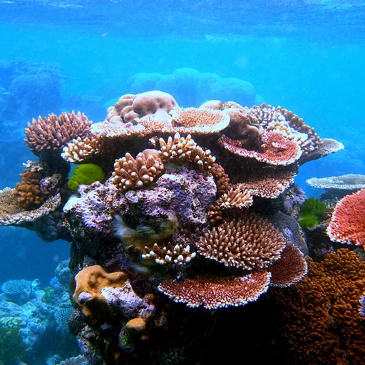 Coral piece