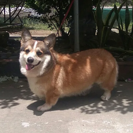 Corgi