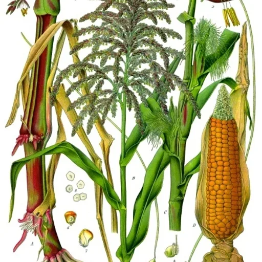 Corn stalk