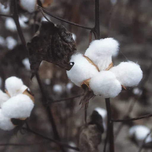 Cotton boll