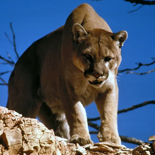 Cougar