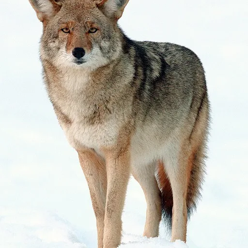 Coyote