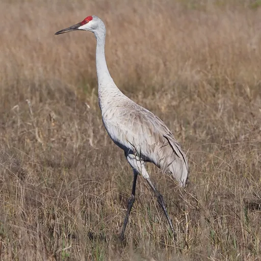 Crane bird