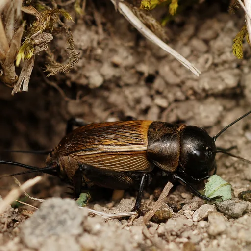 Cricket (field)
