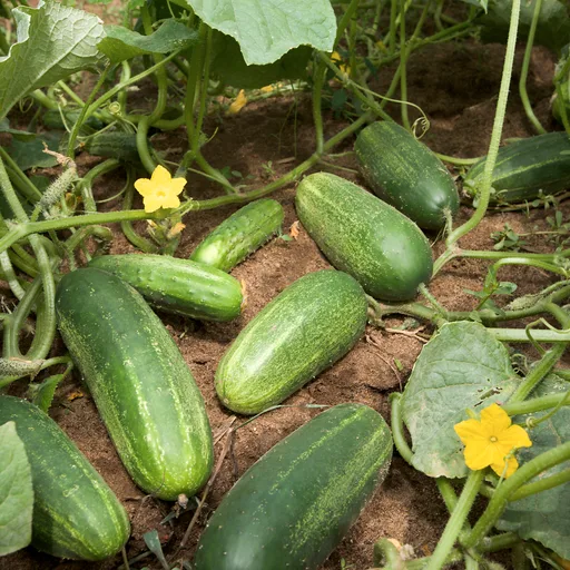 Cucumber