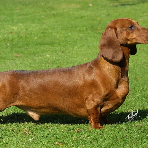 Dachshund