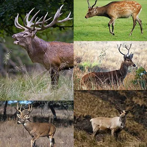 Deer