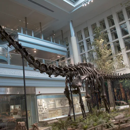 Diplodocus