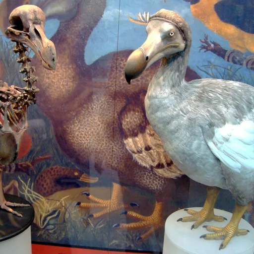 Dodo