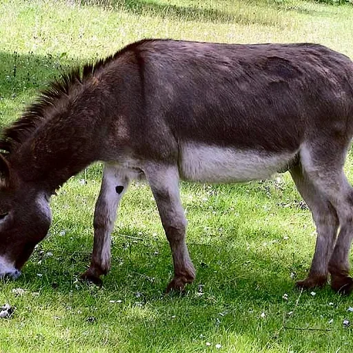 Donkey