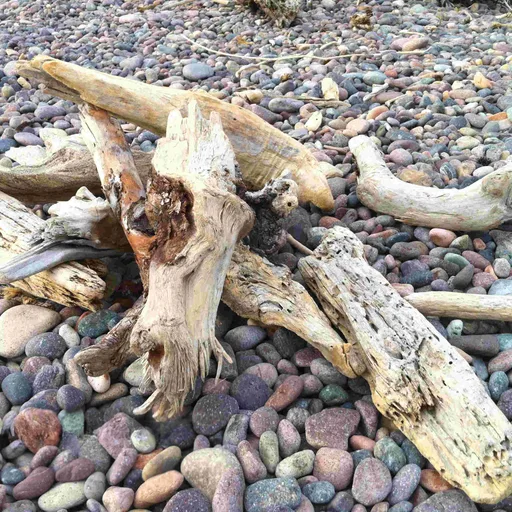 Driftwood