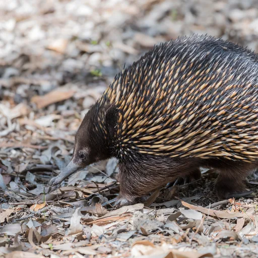 Echidna