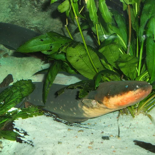Electric eel