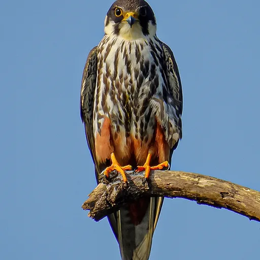 Falcon
