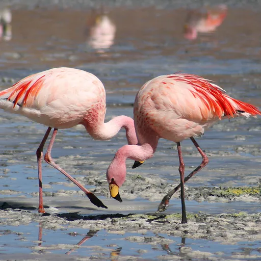 Flamingo