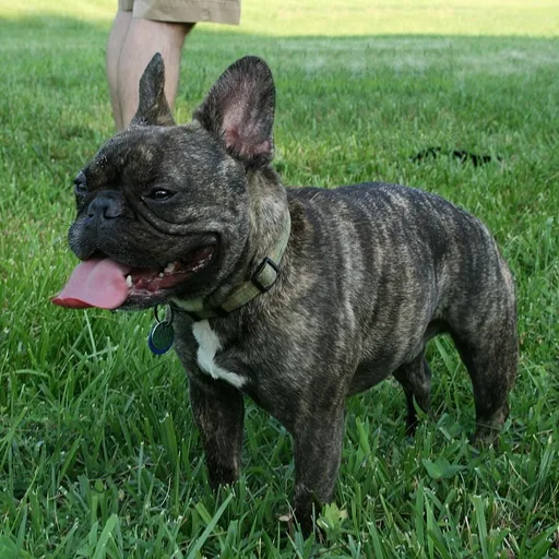 French bulldog