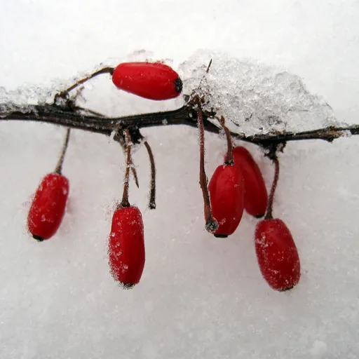 Frozen berries bag