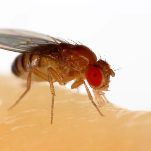 Fruit fly