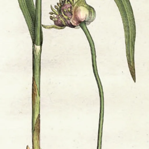 Garlic clove
