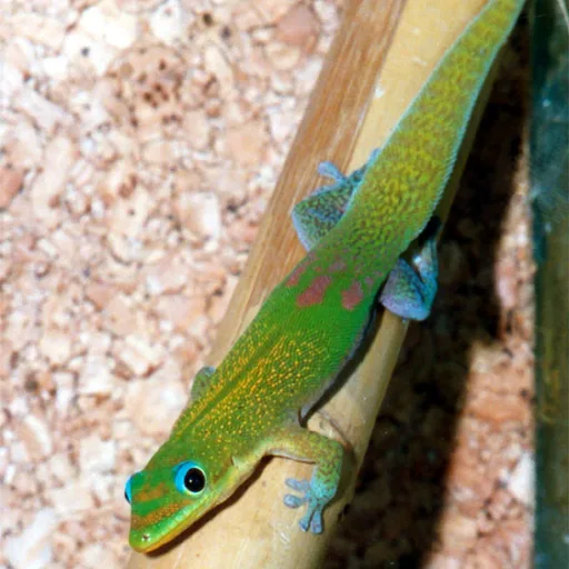 Gecko