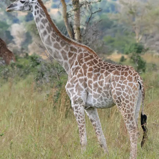 Giraffe