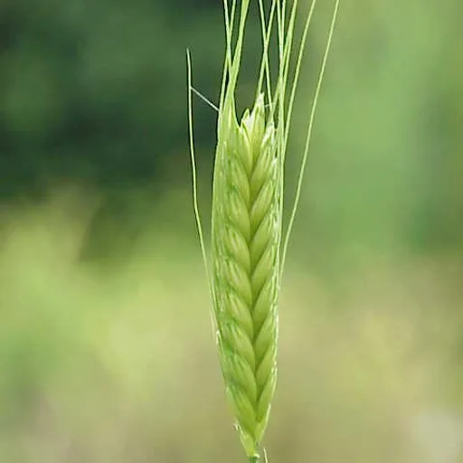 Gluten-free bread
