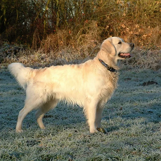 Golden retriever