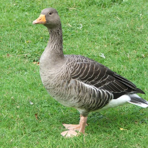 Goose