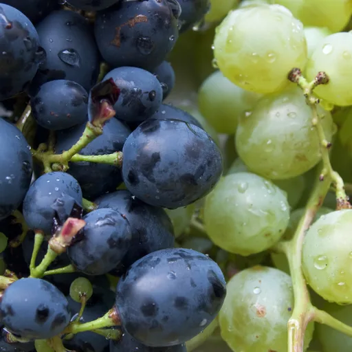 Grape
