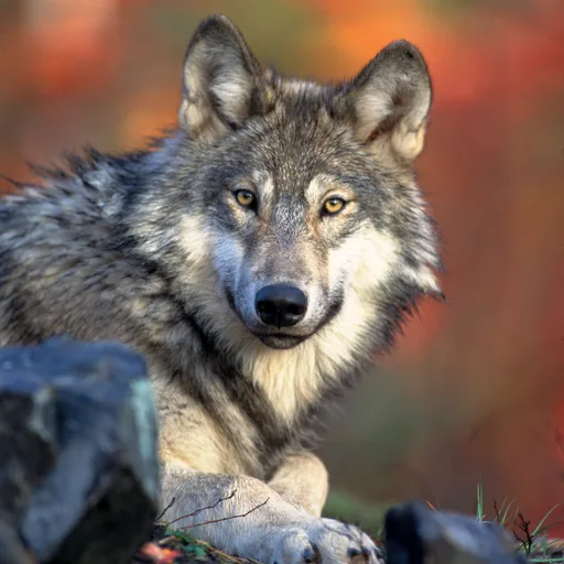 Gray wolf