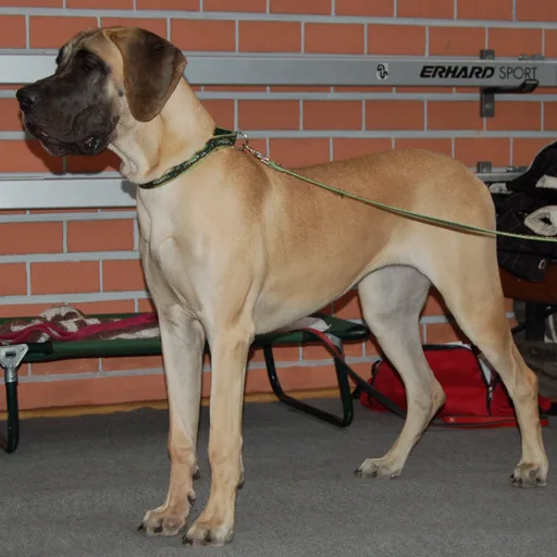 Great Dane