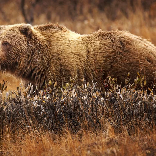 Grizzly bear