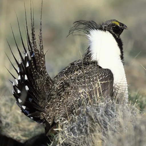 Grouse
