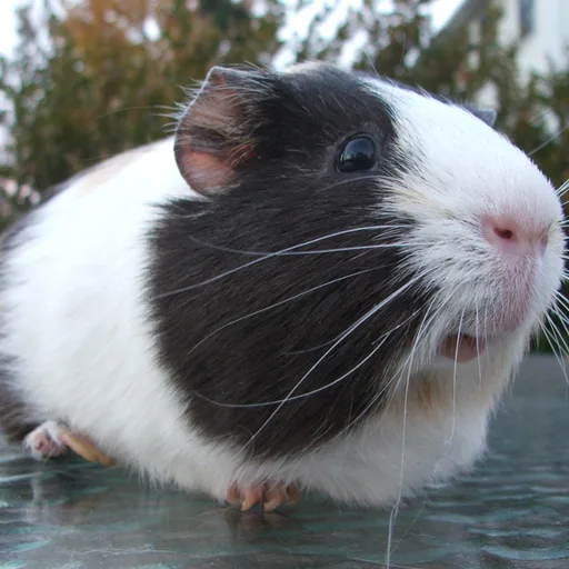 Guinea pig
