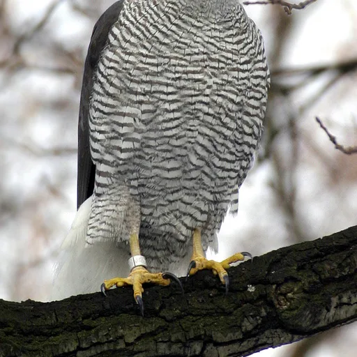 Hawk