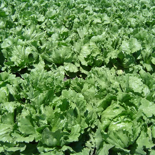 Head of lettuce