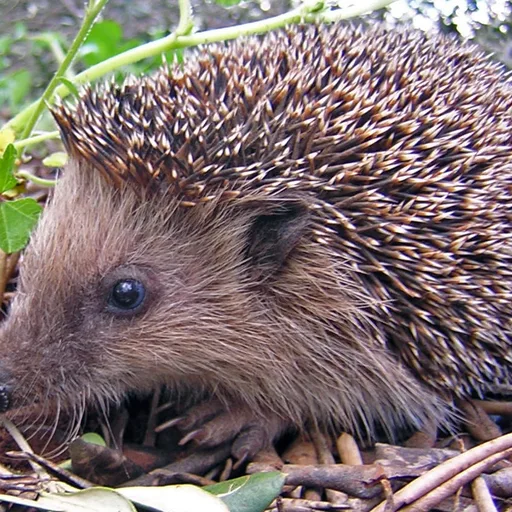 Hedgehog