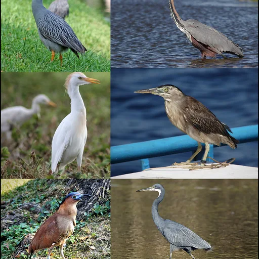 Heron