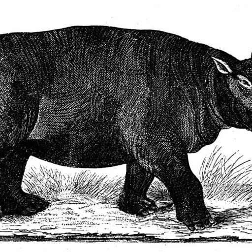 Hippopotamus