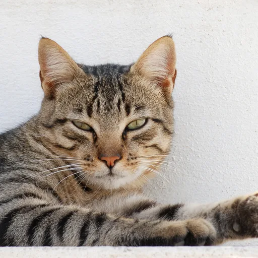 House cat