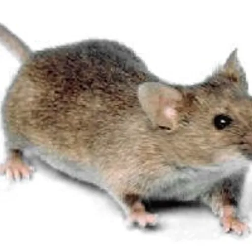 House mouse