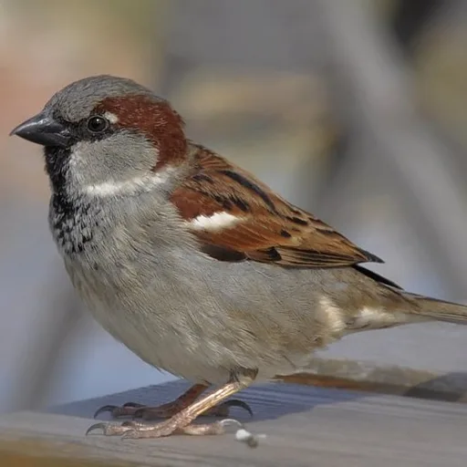 House sparrow