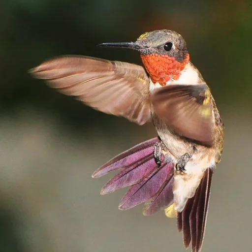 Hummingbird (ruby)