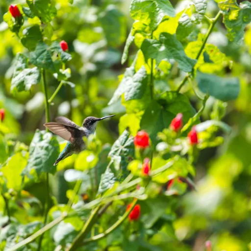 Hummingbird