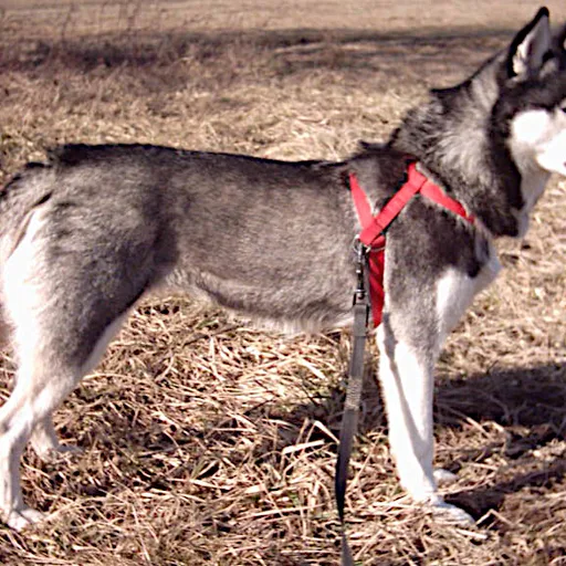 Husky