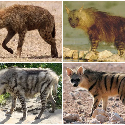 Hyena