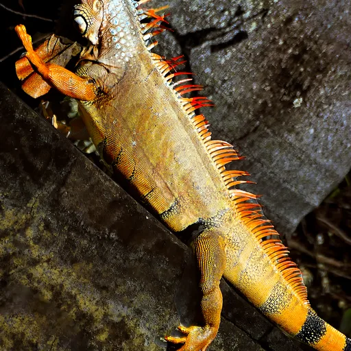 Iguana