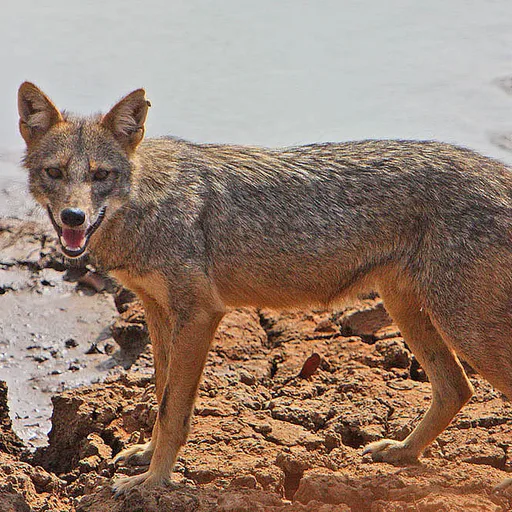 Jackal
